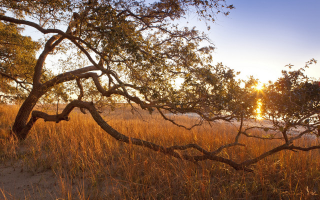 Sunset tree branch autumn leaves free wallpaper - medium preview image
