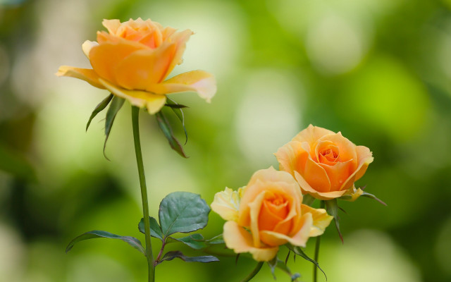 Yellow roses green leaves blurry free wallpaper - medium preview image