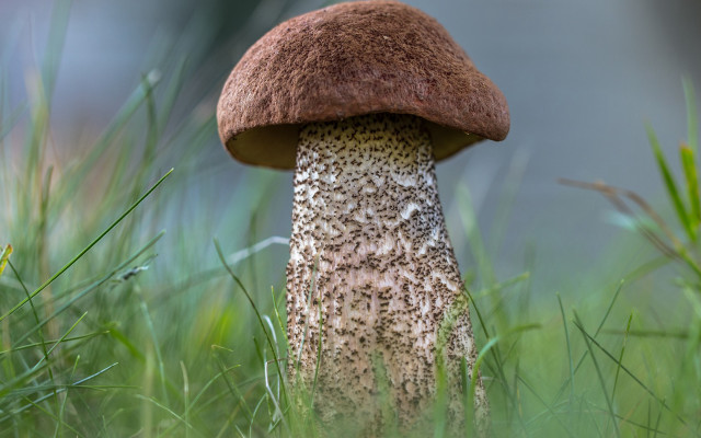 Mushroom grass blurry background nature free wallpaper - medium preview image