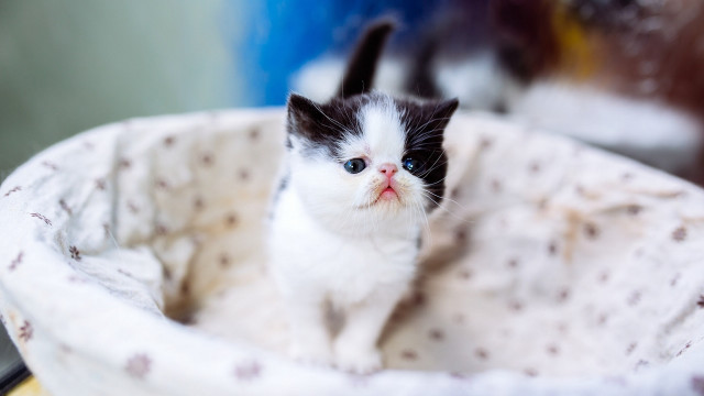 Tiny kitten white basket blurry free wallpaper - medium preview image