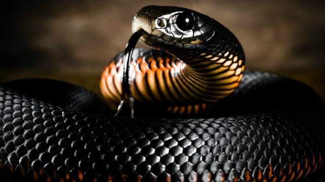 Snake black orange brown cobra free wallpaper - medium preview image