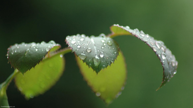 Water droplets leaf macro photography free wallpaper - medium preview image