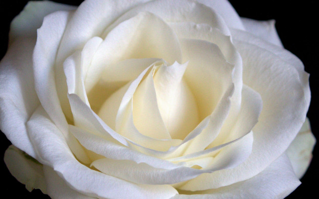 White rose closeup rococo macro #2 free wallpaper - medium preview image