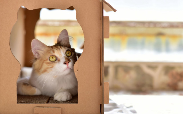 Curious cat cardboard box beach free wallpaper - medium preview image