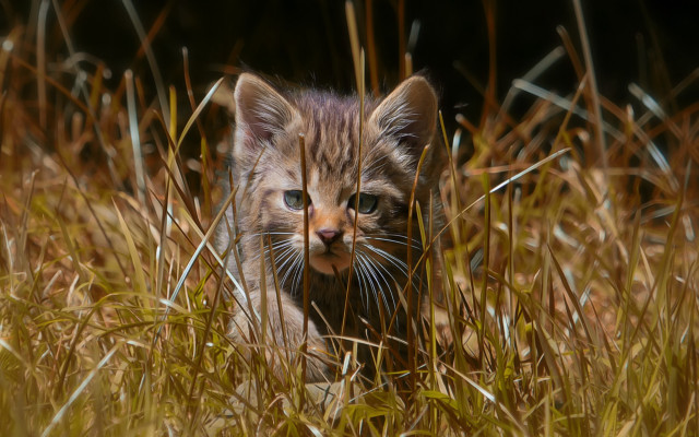 Kitten tallgrass curious outdoors spiderlily free wallpaper - medium preview image