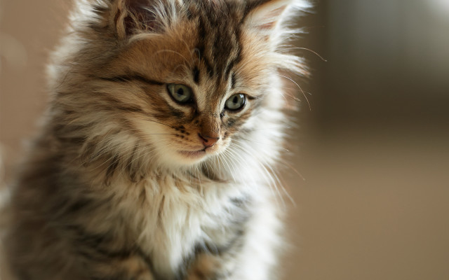 Small kitten long hair serious free wallpaper - medium preview image