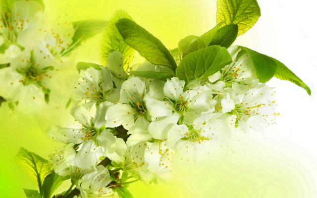 Bloom flower leaf butterfly plant free wallpaper - medium preview image