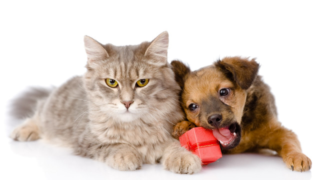Cat dog red toy white free wallpaper - medium preview image