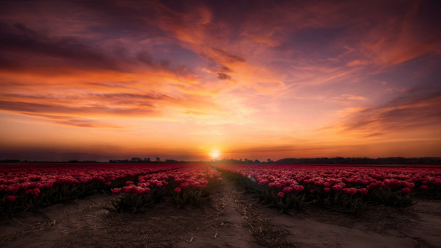 Flower field sunset clouds path free wallpaper - medium preview image