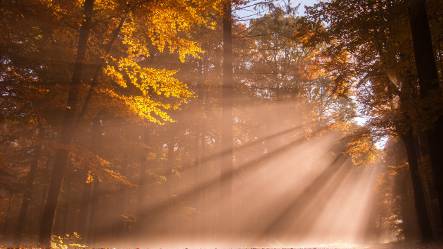 Forest light foggy autumn trees free wallpaper - medium preview image