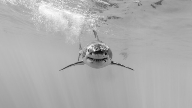 Shark open mouth ocean sunlight free wallpaper - medium preview image