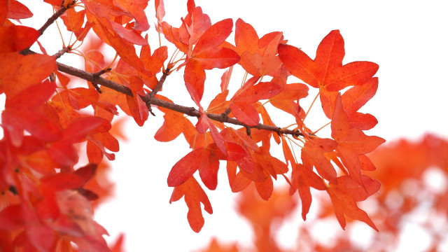 Red leaves branch autumn blurry free wallpaper - medium preview image