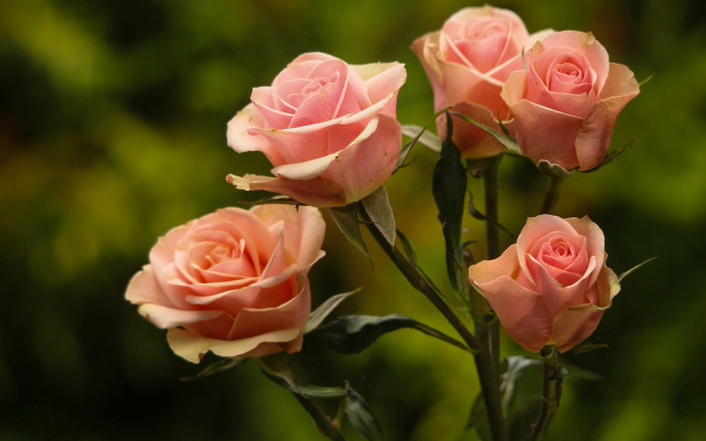 Pink roses vase table green free wallpaper - medium preview image