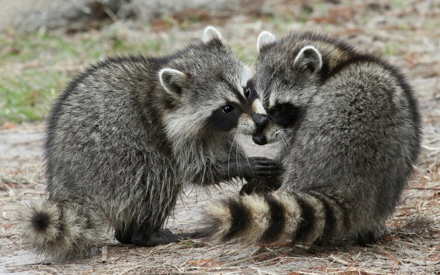 Raccoons playing grass dirt outdoors free wallpaper - medium preview image