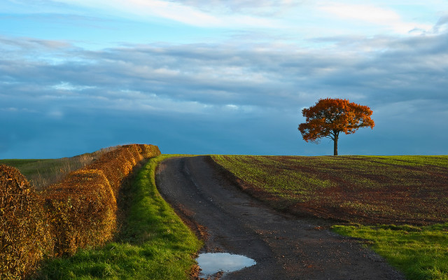 Tree hill road field sky free wallpaper - medium preview image