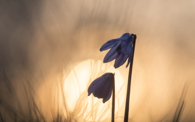 Flowers grass sun fog macro free wallpaper - medium preview image