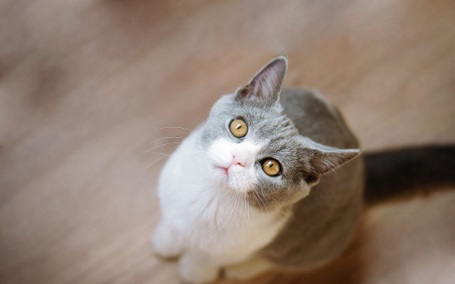 Black cat yellow eyes looking #9 free wallpaper - medium preview image