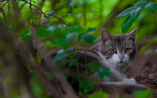 Black cat woods bokeh nature free wallpaper - medium preview image