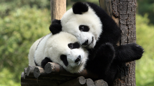 Panda hugging shiba inu outdoors free wallpaper - medium preview image