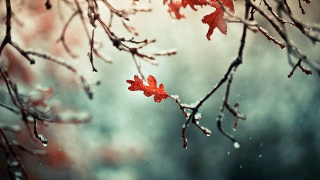 Snowy branch red leaves cloudy free wallpaper - medium preview image