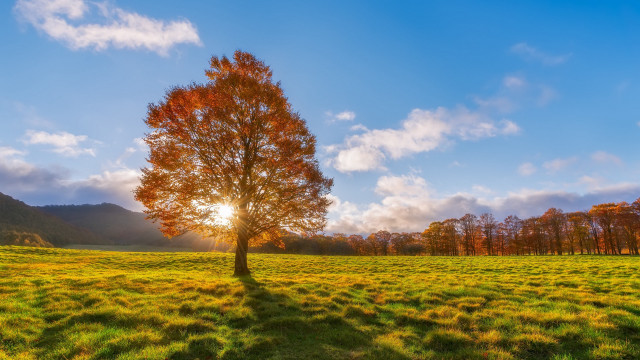 Lone tree field mountain sunset free wallpaper - medium preview image
