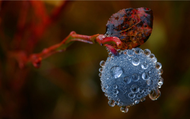 Blue ball water droplets leaf free wallpaper - medium preview image
