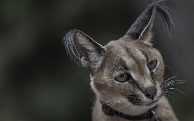Cat black collar looking camera free wallpaper - medium preview image