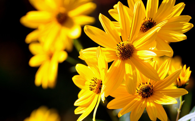 Yellow flower grass blurry background #2 free wallpaper - medium preview image