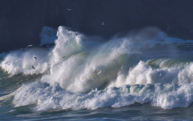 Large wave shore birds stormy free wallpaper - medium preview image