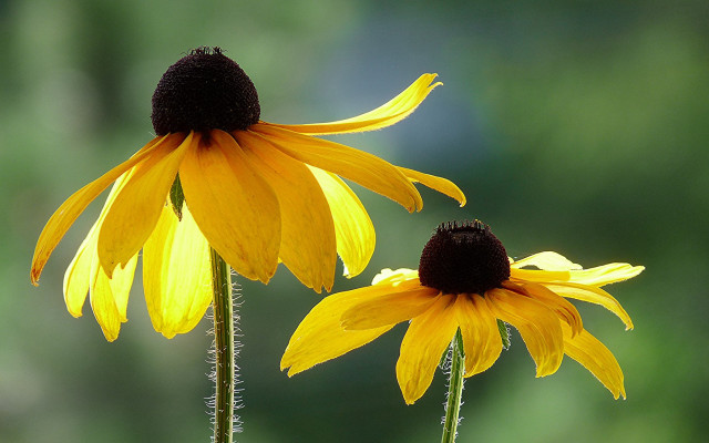Yellow flower field shallow depth #2 free wallpaper - medium preview image