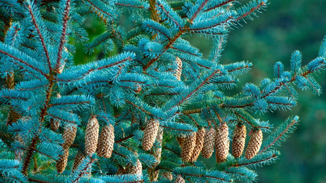 Pine cones needles autumn nature free wallpaper - medium preview image