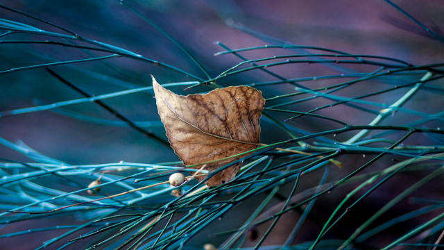 Leaf branch blue needles macro free wallpaper - medium preview image