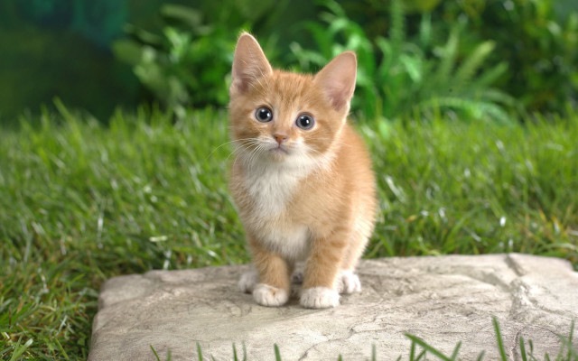 Orange kitten rock grass green free wallpaper - medium preview image
