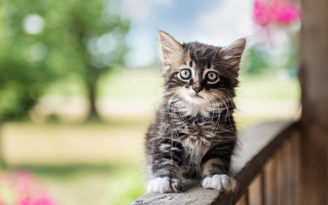 Kitten wooden rail blue eyes free wallpaper - medium preview image