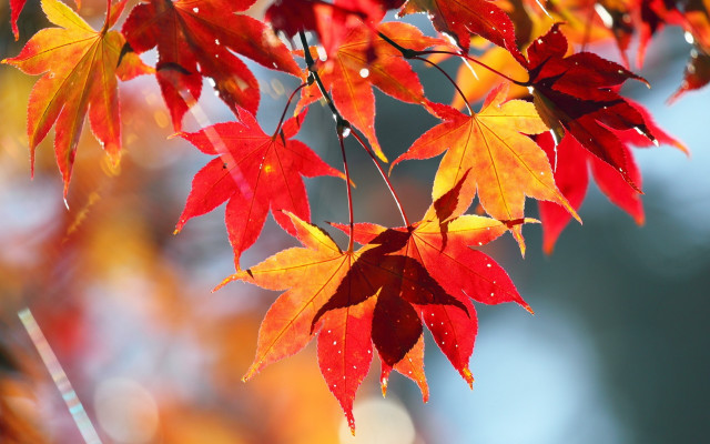 Autumn leaves closeup butterfly fire free wallpaper - medium preview image