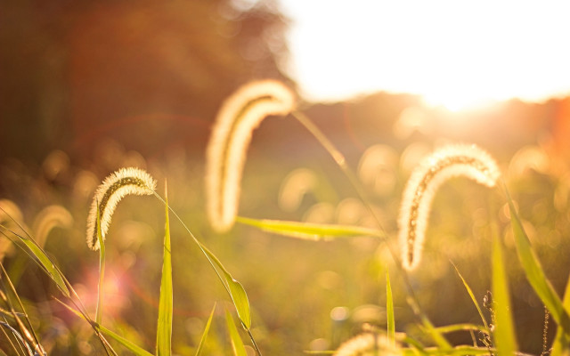Tall green grass sunset flare free wallpaper - medium preview image
