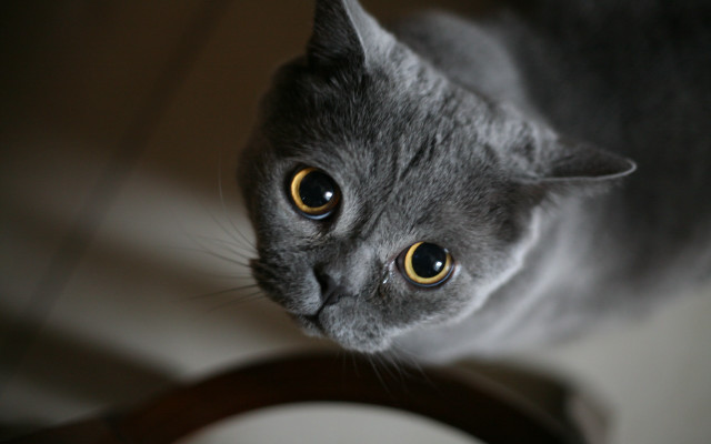 Black cat yellow eyes depth free wallpaper - medium preview image