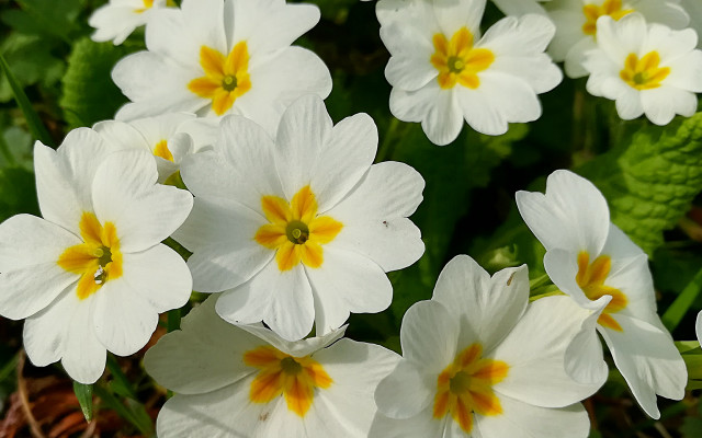 White flowers yellow centers garden #6 free wallpaper - medium preview image