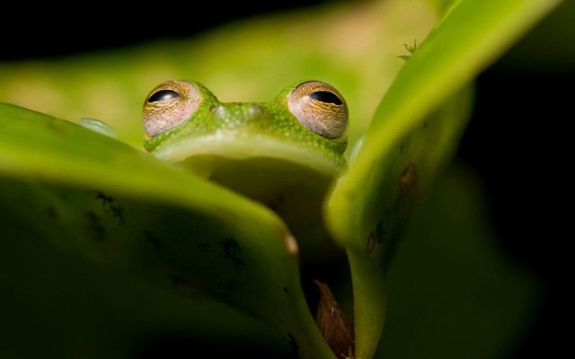 Sad frog on leaf macro free wallpaper - medium preview image