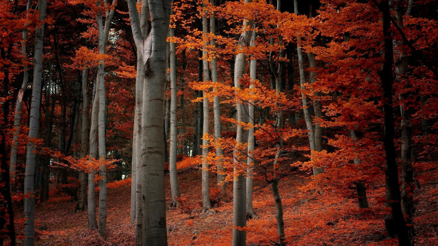 Forest autumn leaves bench east free wallpaper - medium preview image