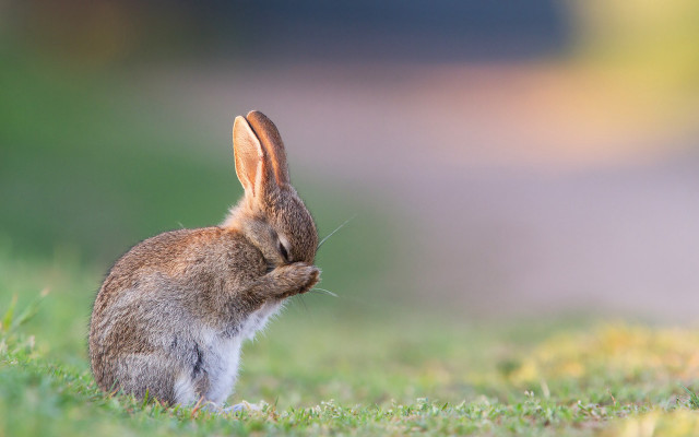 Rabbit grass ears closed nature free wallpaper - medium preview image