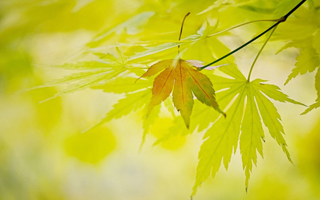 Leaf branch nature macro green free wallpaper - medium preview image