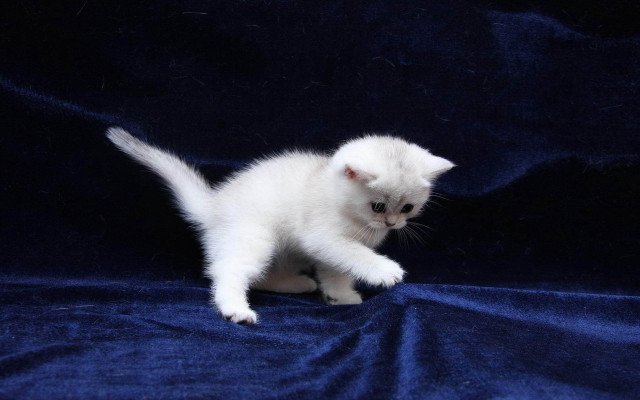 White kitten blue blanket curious free wallpaper - medium preview image