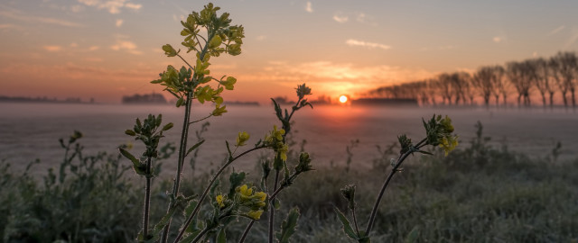 Sunset foggy field plants trees free wallpaper - medium preview image