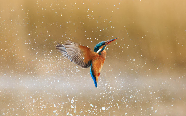 Colorful bird flying aurora fireworks free wallpaper - medium preview image
