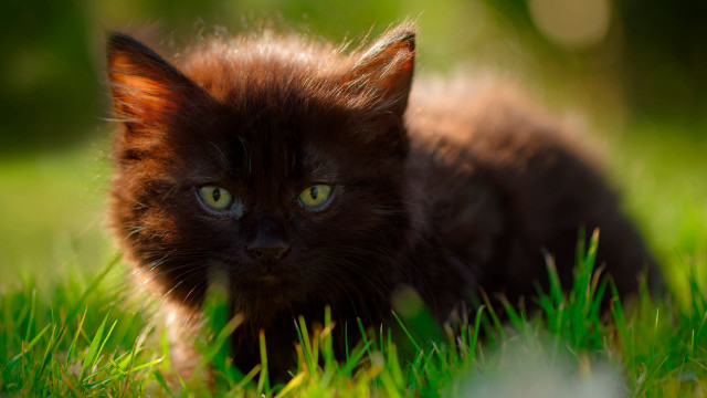 Black cat green eyes gothic #4 free wallpaper - medium preview image