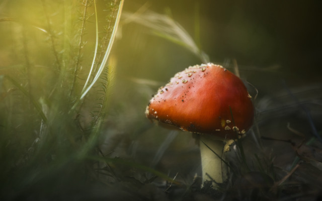Red mushroom dew grass macro free wallpaper - medium preview image
