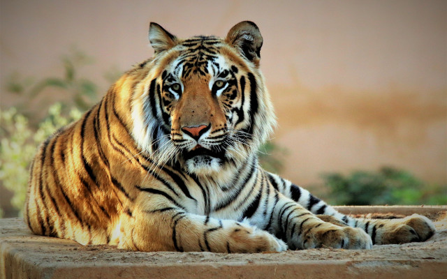 Tiger laying cement slab plant free wallpaper - medium preview image