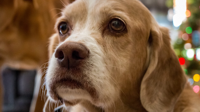 Dog christmas tree portrait blurry free wallpaper - medium preview image