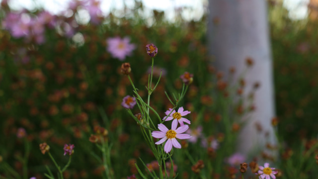 Flower field bokeh blur background free wallpaper - medium preview image